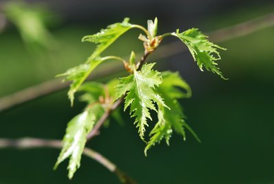 Betula pendula 'Dalecarlica' - bříza bělokorá 'Dalecarlica'- jarní výhonky